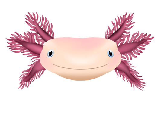 How Do Axolotls Know to Grow Arms and Legs?