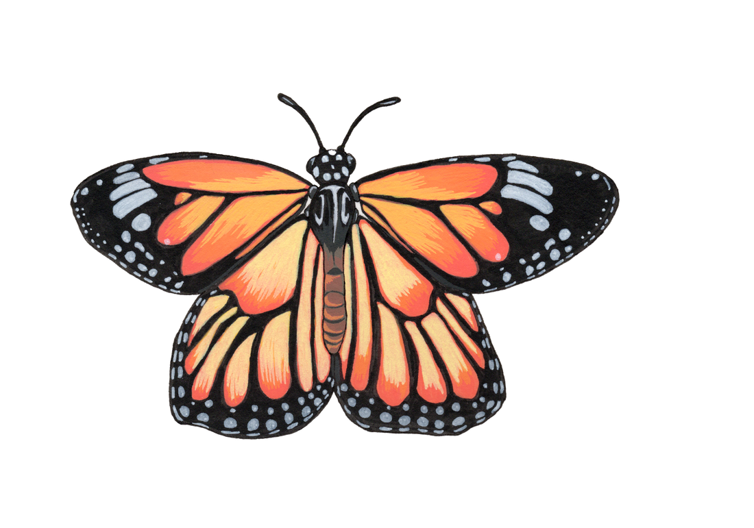 Tag, You’re It! How Citizen Scientists Tag and Track Monarch Butterflies for Research