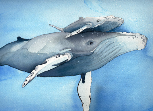 How Much Does a Humpback Whale Eat?