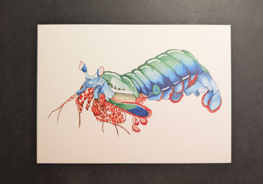 Art print of a peacock mantis shrimp on a black background.