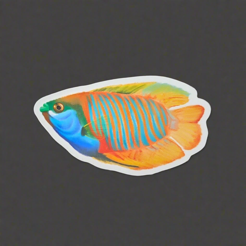 Dwarf Gourami illustration, a fish with vertical blue and orange stripes.
