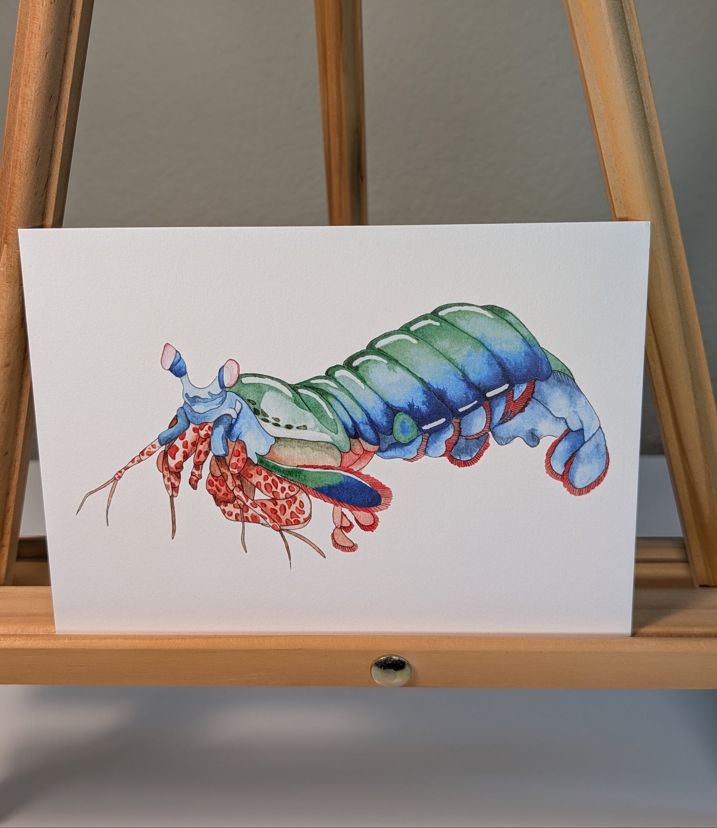 Illustration of a peacock mantis shrimp on a white background displayed on a wooden easel.